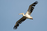 Image. Great White Pelican