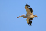 Image. Great White Pelican