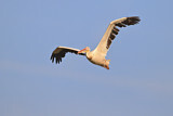 Image. Great White Pelican
