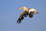 Image. Great White Pelican
