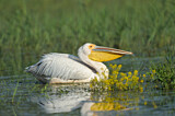 Image. Great White Pelican