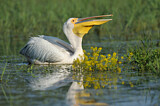 Image. Great White Pelican