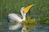 Image. Great White Pelican