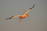 Image. Great White Pelican