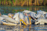 Image. Great White Pelican