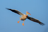 Image. Great White Pelican