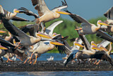 Image. Great White Pelican