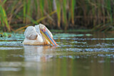Image. Great White Pelican