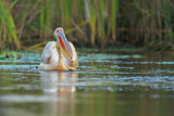 Image. Great White Pelican