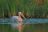 Image. Great White Pelican