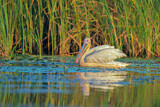 Image. Great White Pelican