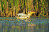 Image. Great White Pelican