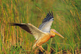 Image. Great White Pelican
