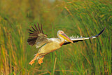 Image. Great White Pelican