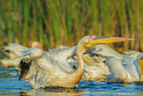Image. Great White Pelican