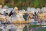 Image. Great White Pelican