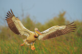 Image. Great White Pelican