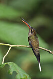Image. Great-billed Hermit