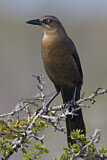 Image. Great-tailed Grackle