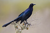 Image. Great-tailed Grackle