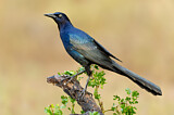 Image. Great-tailed Grackle