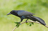 Image. Great-tailed Grackle