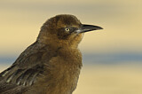 Image. Great-tailed Grackle