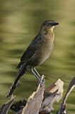 Image. Great-tailed Grackle