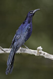 Image. Great-tailed Grackle