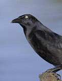 Image. Great-tailed Grackle