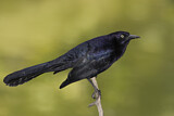 Image. Great-tailed Grackle