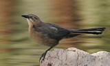 Image. Great-tailed Grackle
