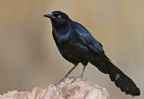 Image. Great-tailed Grackle