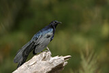 Image. Great-tailed Grackle