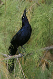 Image. Great-tailed Grackle