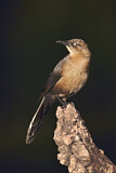 Image. Great-tailed Grackle