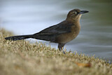 Image. Great-tailed Grackle
