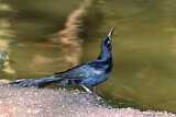Image. Great-tailed Grackle
