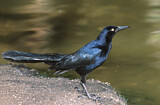 Image. Great-tailed Grackle