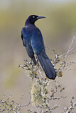 Image. Great-tailed Grackle