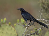 Image. Great-tailed Grackle