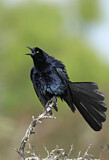 Image. Great-tailed Grackle