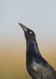 Image. Great-tailed Grackle