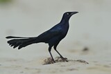 Image. Great-tailed Grackle