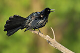 Image. Great-tailed Grackle