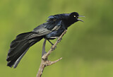 Image. Great-tailed Grackle