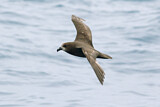 Image. Great-winged Petrel