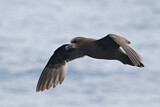 Image. Great-winged Petrel