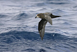 Image. Great-winged Petrel