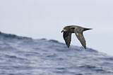 Image. Great-winged Petrel